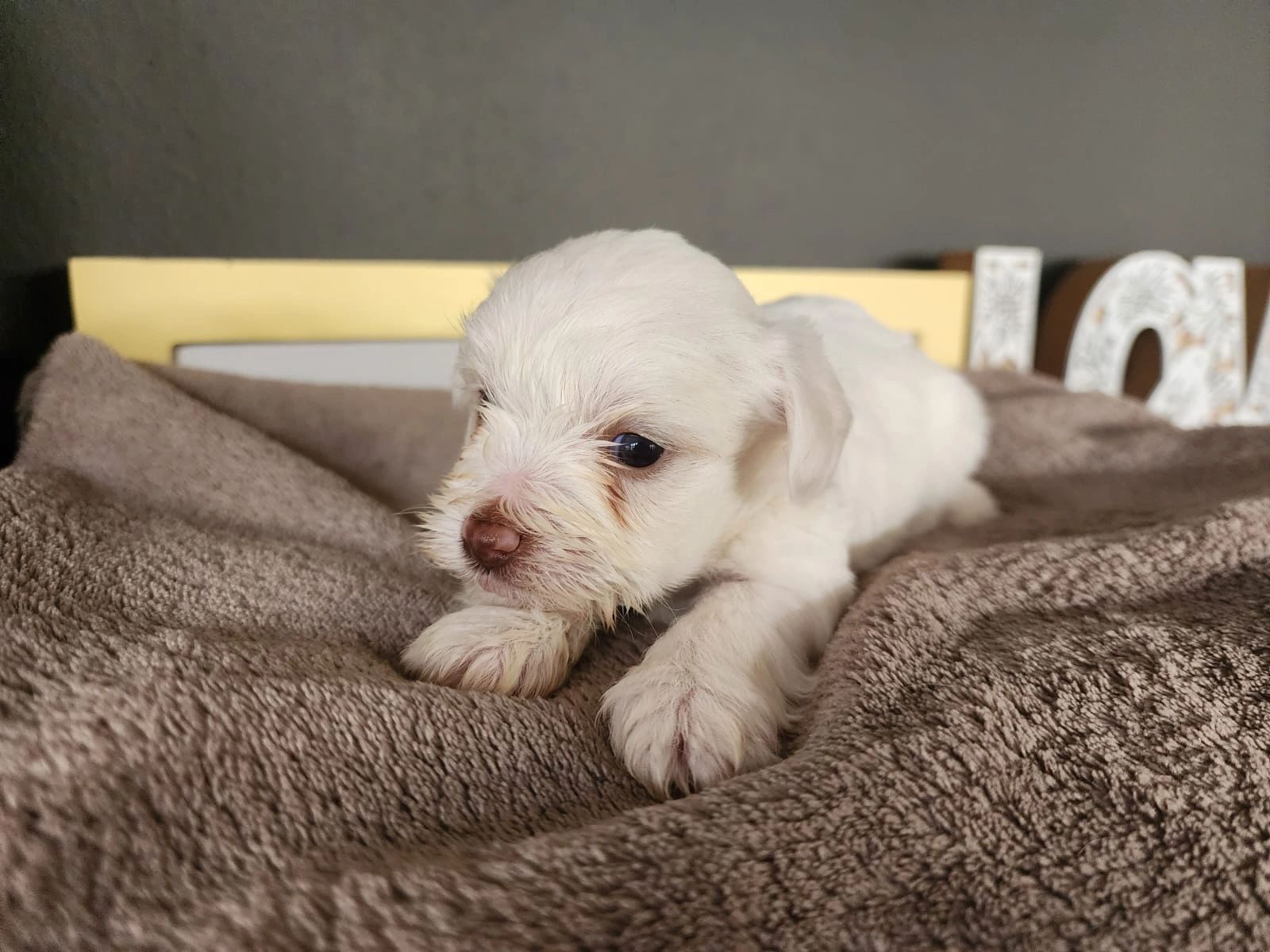 Current IS Puppies